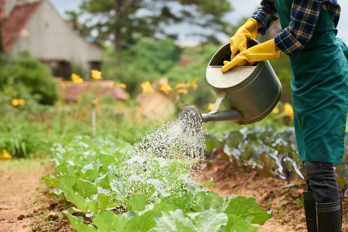 shot-unrecognizable-gardener-watering-cabbage-crop-from-spray-can_1098-19458.jpg